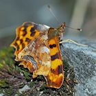 Frisch geschlüpfter C-Falter (Polygonia album), Foto 2. - Robert-le-Diable, un bébé tout frais!