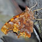 Frisch geschlüpfter C-Falter (Polygonia album) - Robert-le-Diable, un bébé tout frais!