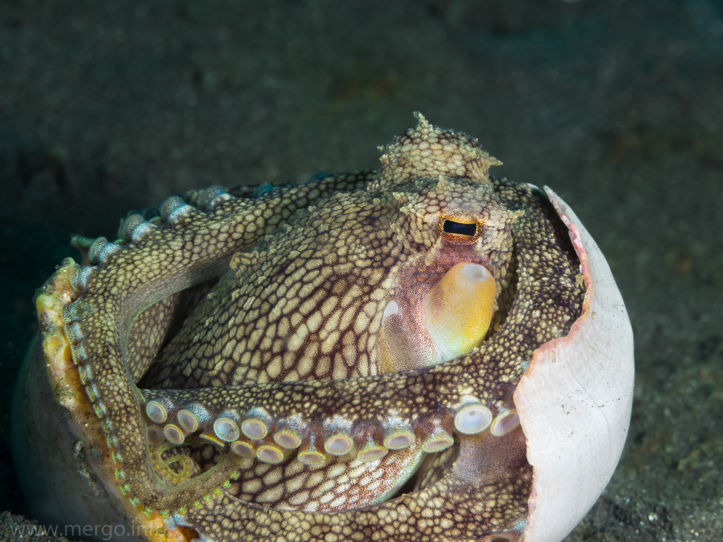 Frisch geschlüpfter Cocopus