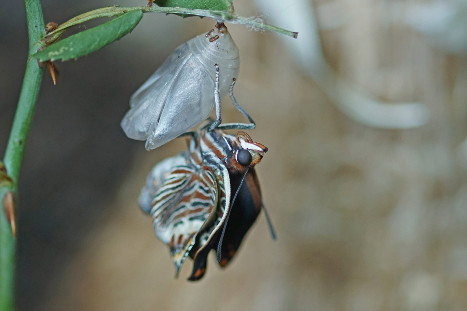 Frisch geschlüpfter Erdbeerbaumfalter (Charaxes jasius)