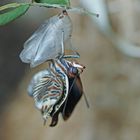 Frisch geschlüpfter Erdbeerbaumfalter (Charaxes jasius)