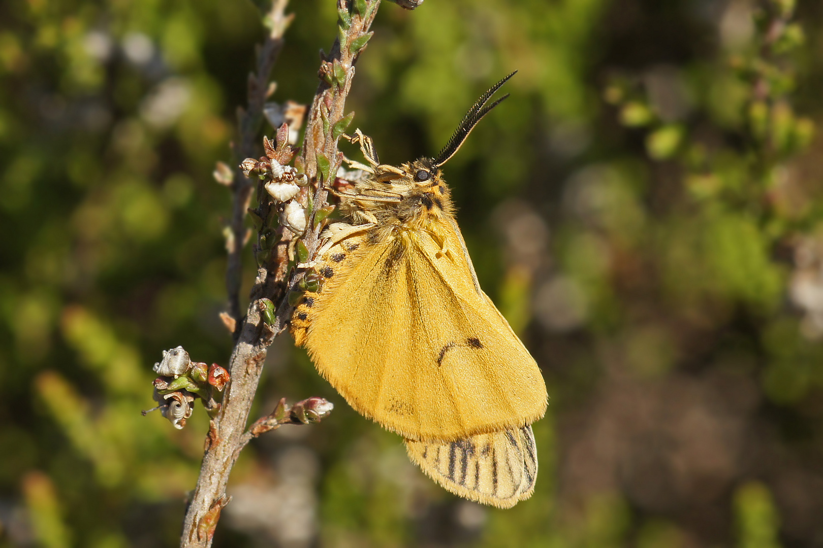 Frisch geschlüpfter Gestreifter Grasbär (Spiris striata), Männchen