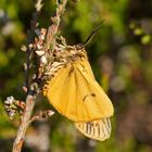 Frisch geschlüpfter Gestreifter Grasbär (Spiris striata), Männchen