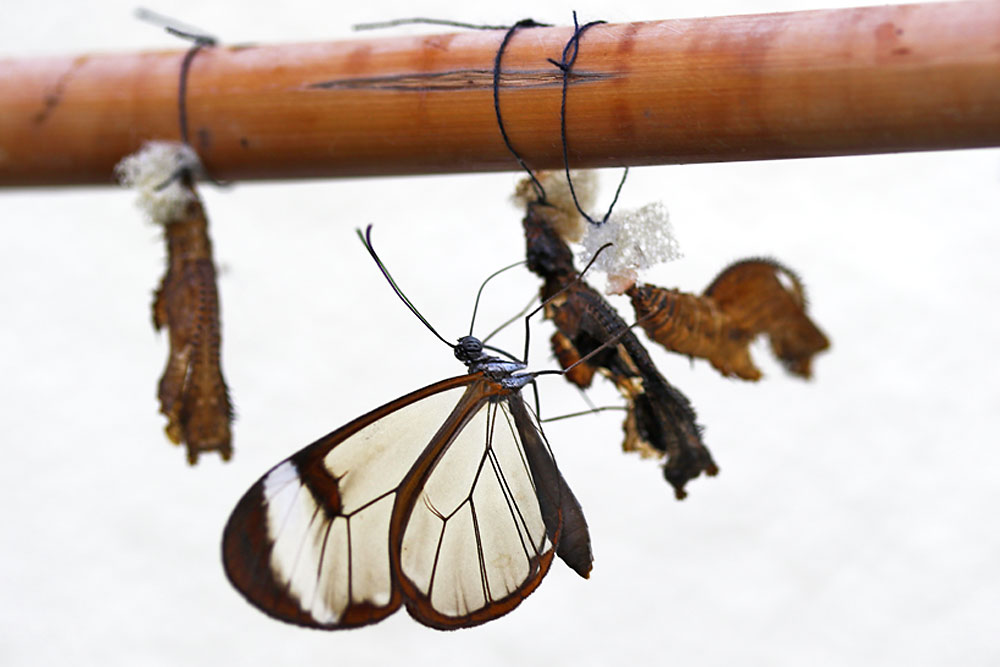 frisch geschlüpfter Glasflügler (greta oto)