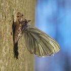 Frisch geschlüpfter Grünader-Weißling