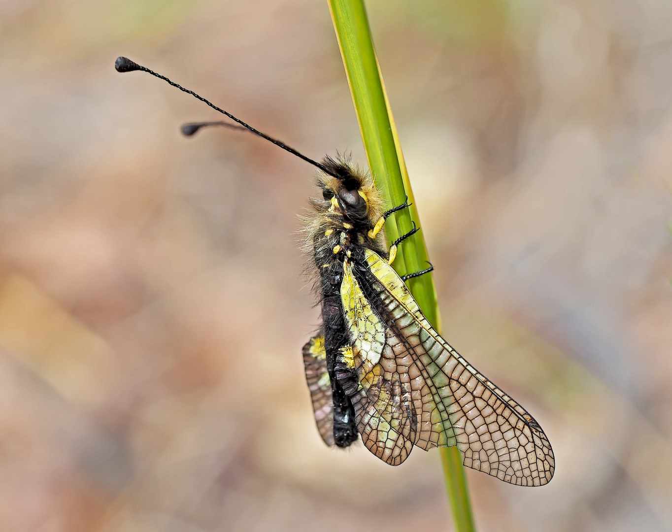 Frisch geschlüpfter Libellen-Schmetterlingshaft (Libelloides coccajus). - L’Ascalaphe soufré.