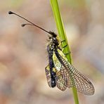 Frisch geschlüpfter Libellen-Schmetterlingshaft (Libelloides coccajus). - L’Ascalaphe soufré.