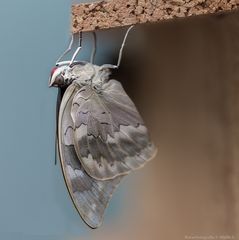 Frisch geschlüpfter Schmetterling