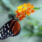 Frisch geschlüpfter Schmetterling im Vivarium in Darmstadt