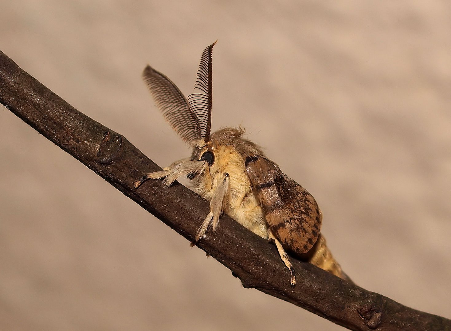 Frisch geschlüpfter Schwammspinner (Männchen)