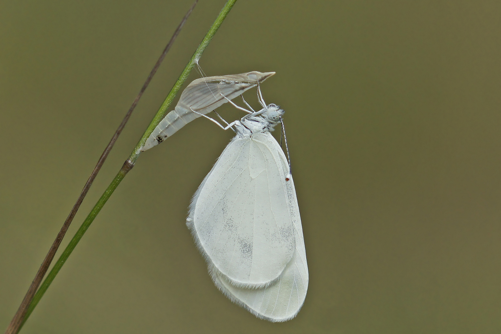 Frisch geschlüpfter Tintenfleck-Weißling (Leptidea sinapis)