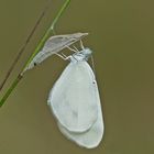 Frisch geschlüpfter Tintenfleck-Weißling (Leptidea sinapis)