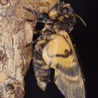 Frisch geschlüpfter Totenkopfschwärmer (Acherontia atropos)