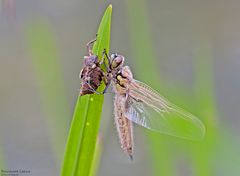 Frisch geschlüpfter Vierfleck 