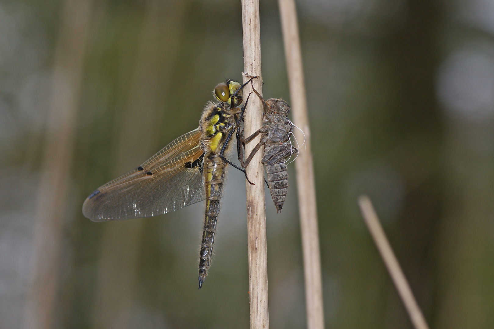 Frisch geschlüpfter Vierfleck (Libellula quadrimaculata)