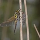 Frisch geschlüpfter Vierfleck (Libellula quadrimaculata)