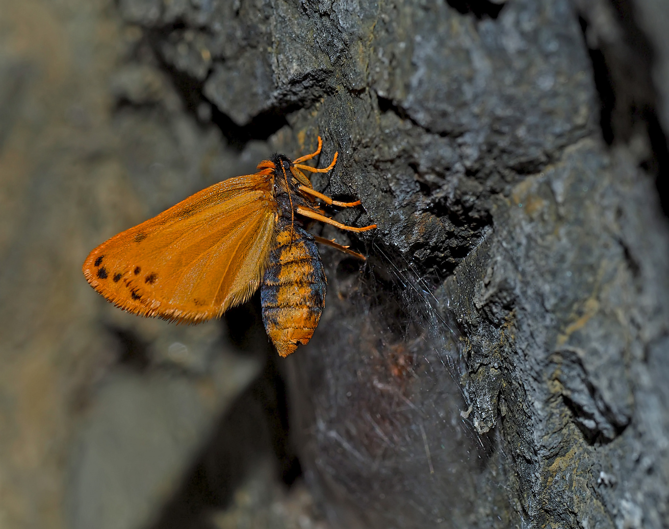 Frisch geschlüpftes Alpen-Flechtenbärchen (Setina aurita). - Petite beauté bien fragile!