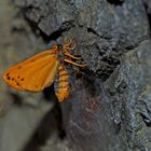 Frisch geschlüpftes Alpen-Flechtenbärchen (Setina aurita). - Petite beauté bien fragile!