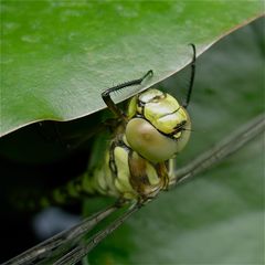 Frisch geschlüpftes Weibchen der Blaugrünen Mosaikjungfer - aus unserem Gartenteich!