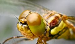 Frisch geschlüpftes Weibchen der Gemeinen Heidelibelle (Sympetrum vulgatum)