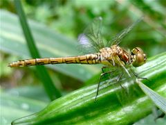 Frisch geschlüpftes Weibchen der Gemeinen Heidelibelle (Sympetrum vulgatum)