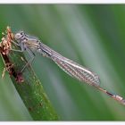 Frisch geschlüpftes Weibchen der Großen Pechlibelle