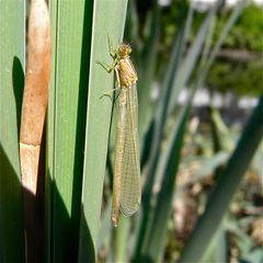 Frisch geschlüpftes Weibchen der Großen Pechlibelle (Ischnura elegans),