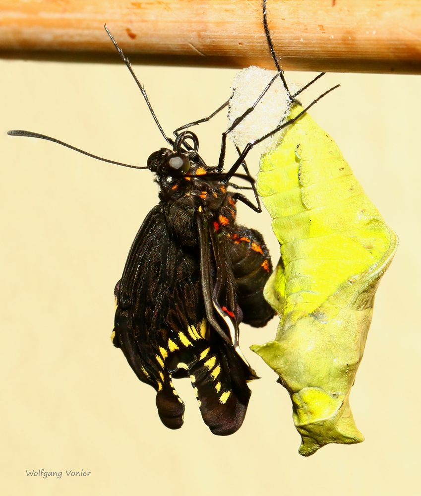  frisch geschlüpter Schmetterling im Schmetterlingshaus auf der Insel Mainau