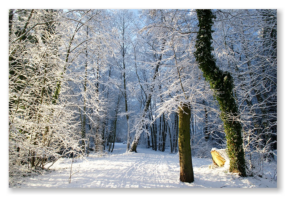 Frisch geschneit ist am Schönsten!