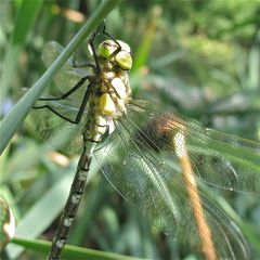 Frisch gesclüpftes Männchen der Blaugrünen Mosaikjungfer (Aeshna cyanea)