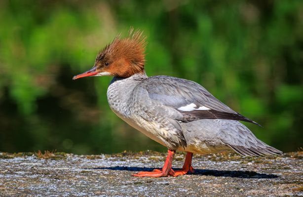 Frisch gestriegelt und geschniegelt ....