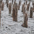 Frisch gestutzt…am Strand von Insel Poel