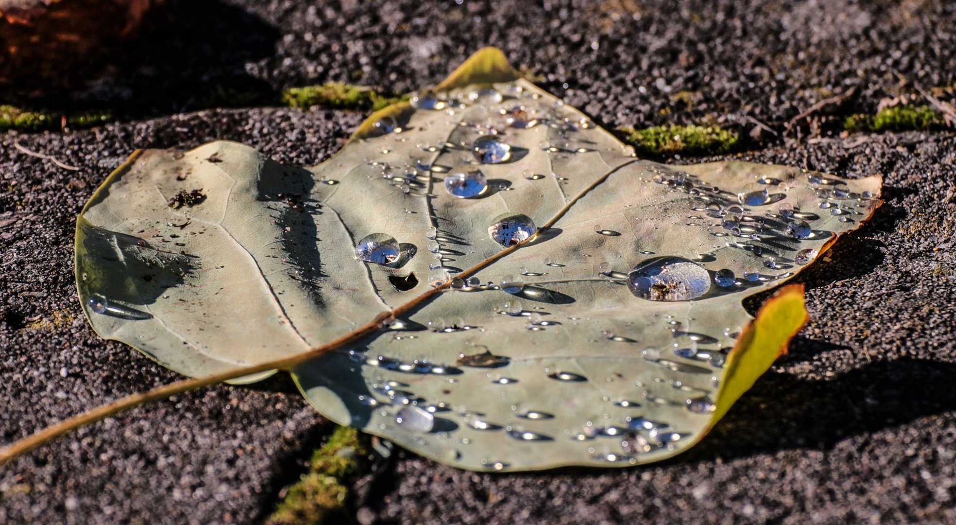 frisch getaut in der Wintersonne