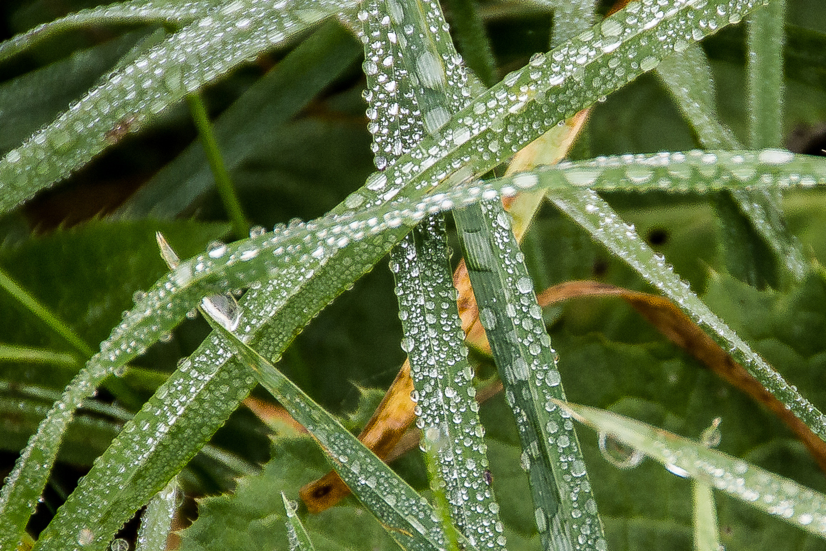 Frisch Gewässert