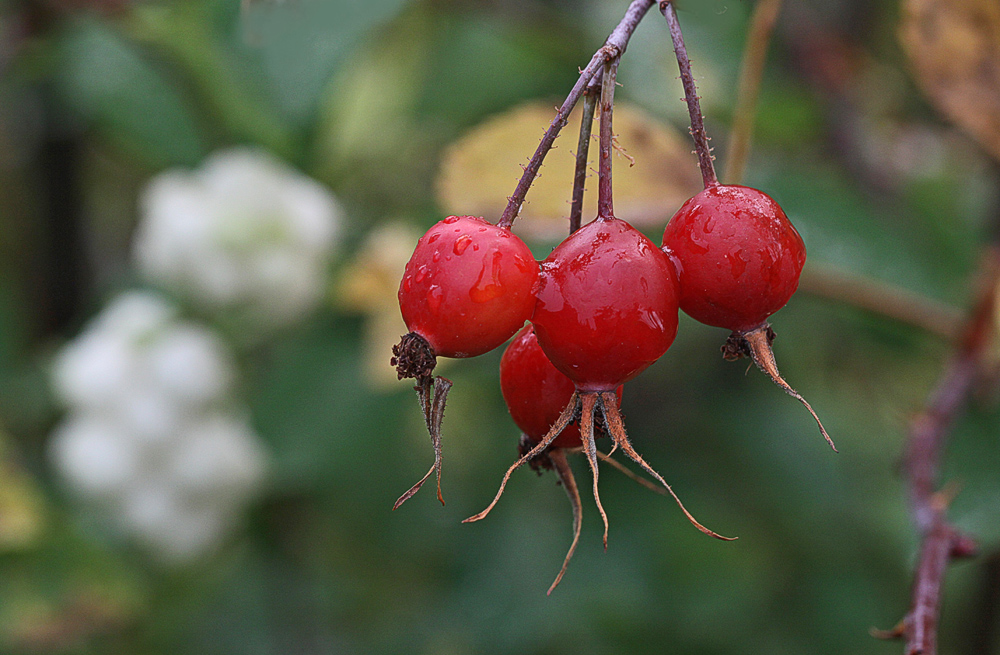 frisch gewaschen