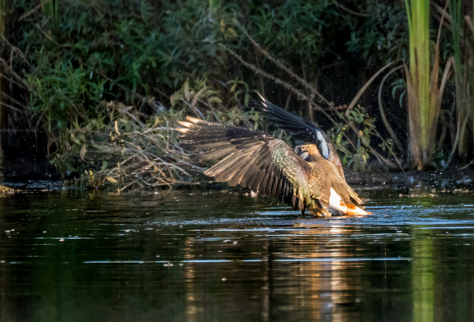 "FRISCH GEWASCHEN FLIEGT ES SICH LEICHTER"