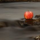 frisch gewaschen schmeckt er am besten