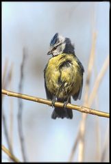 Frisch gewaschene Blaumeise die Dritte - Bitte!