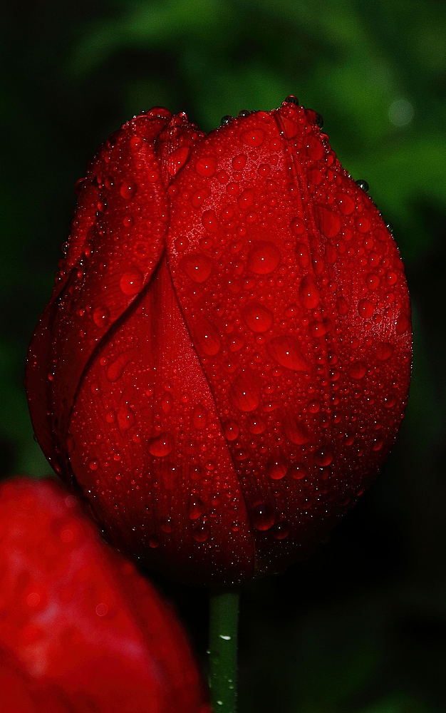 frisch gewaschene Tulpe