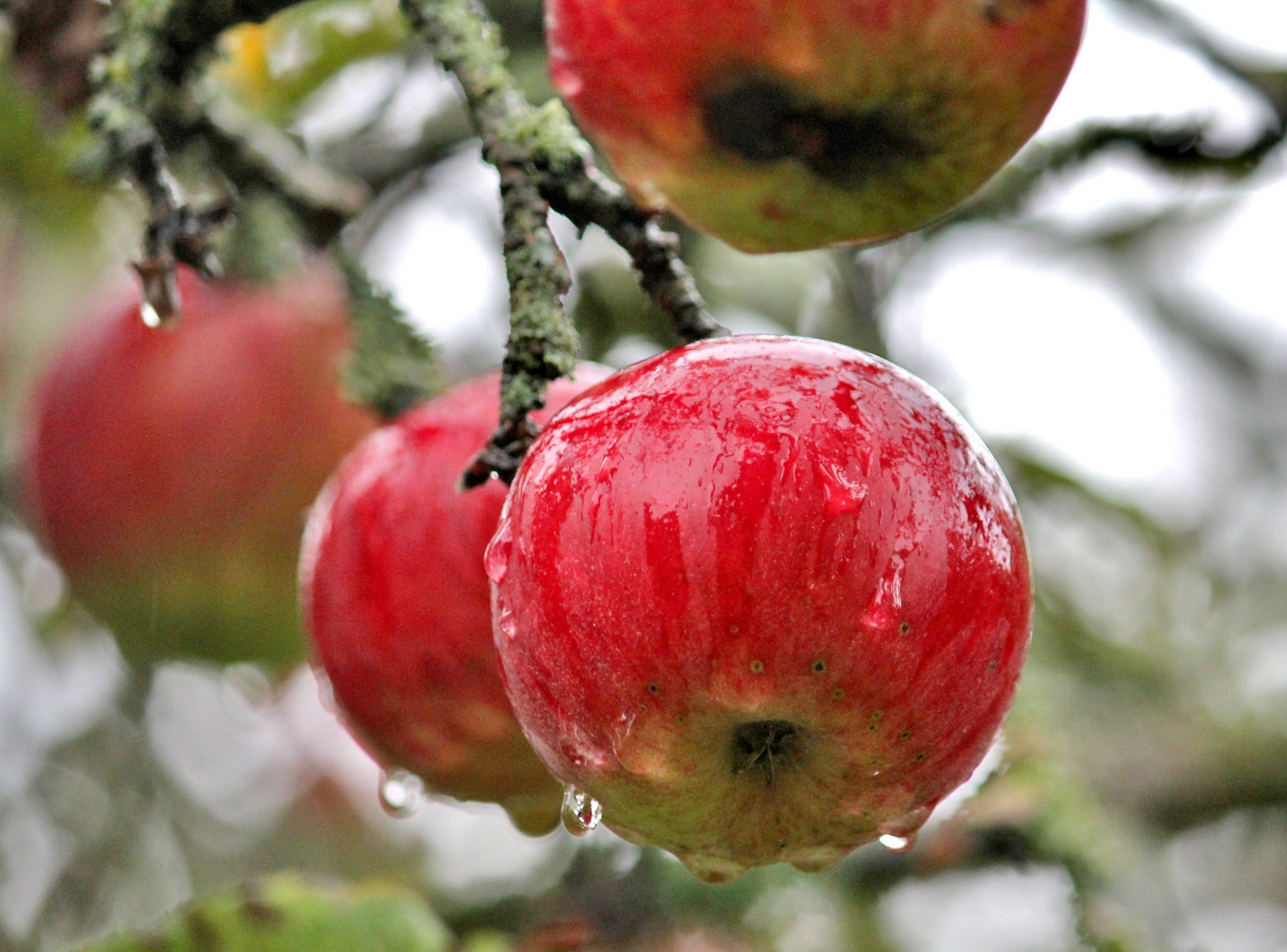 frisch gewaschenes Obst