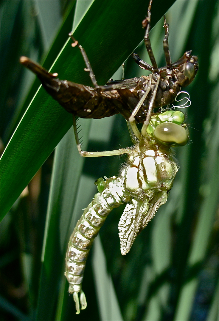 Frisch gschlüpftes Männchen der Blaugrünen Mosaikjungfer (Aeshna cyanea)