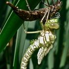 Frisch gschlüpftes Männchen der Blaugrünen Mosaikjungfer (Aeshna cyanea)