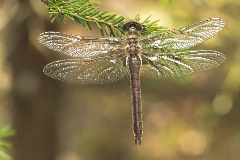 Frisch im Moor geschlüpfte Falkenlibelle