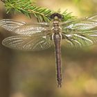 Frisch im Moor geschlüpfte Falkenlibelle