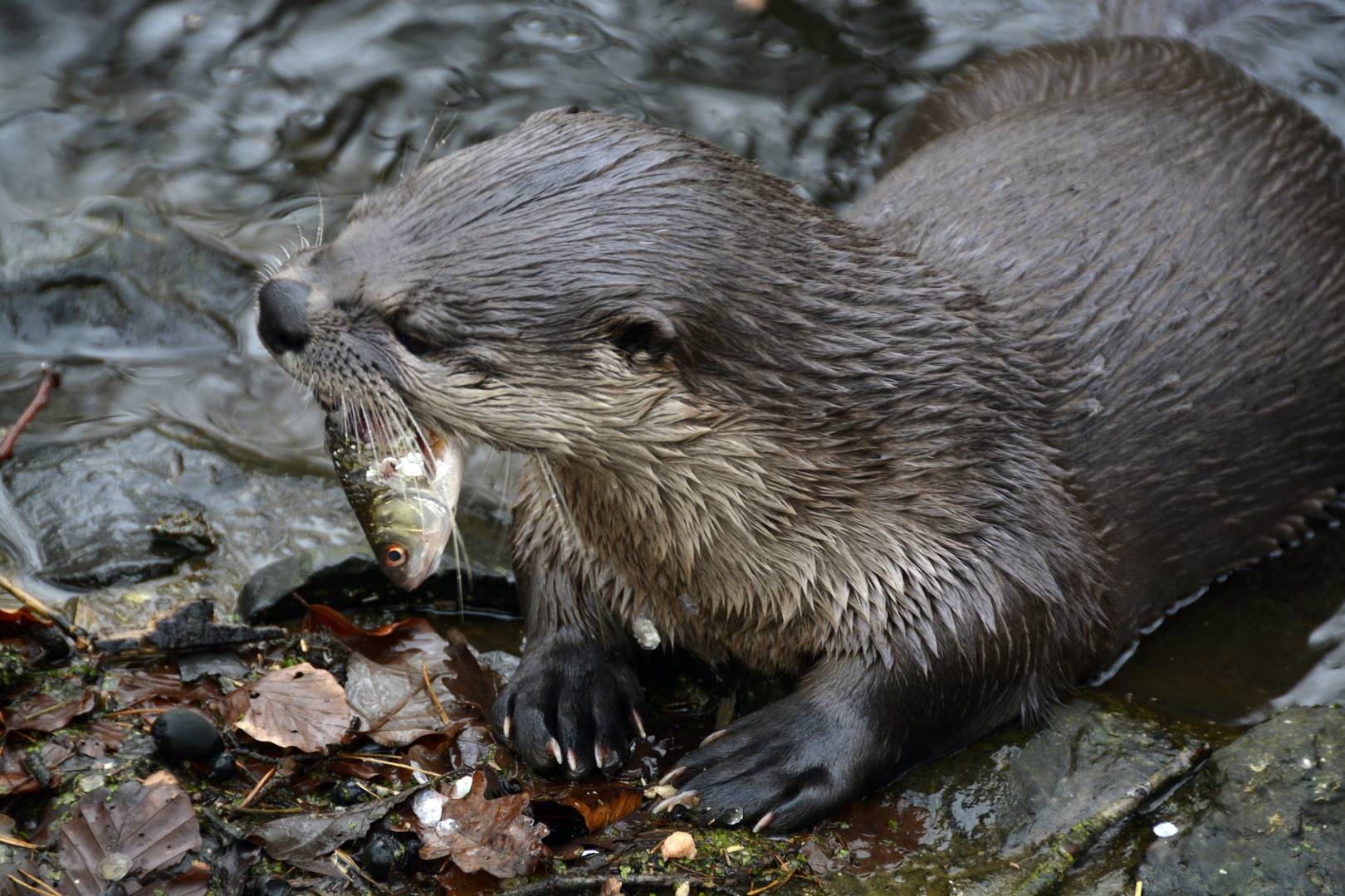 Frisch & Lecker - Fischotter mit Beute