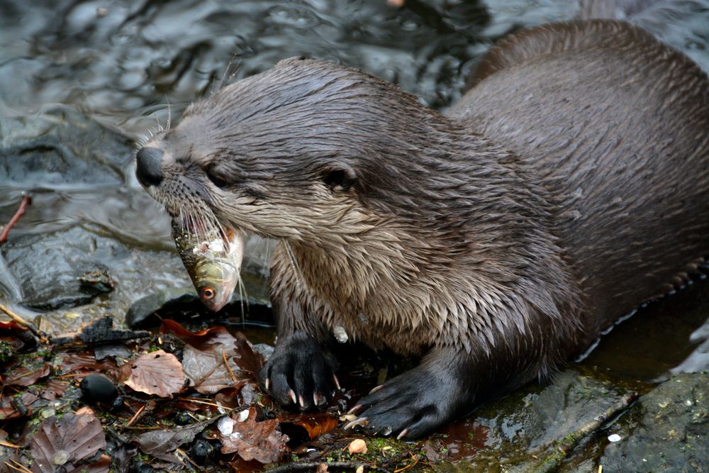 Frisch & Lecker - Fischotter mit Beute