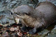 Frisch & Lecker - Fischotter mit Beute