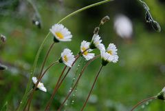 ... frisch nach dem Regen