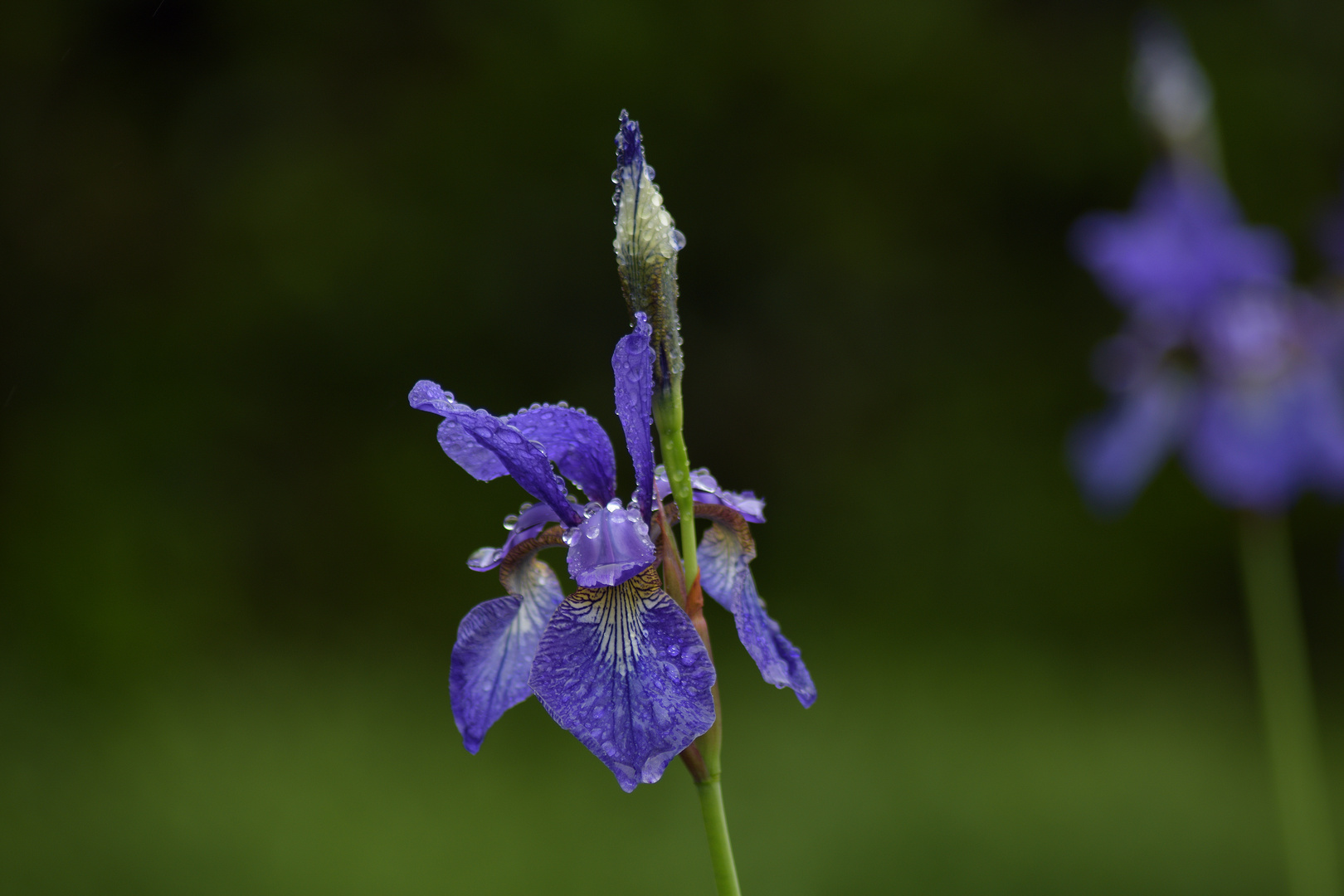 frisch nach dem Regen