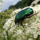 andere Insekten